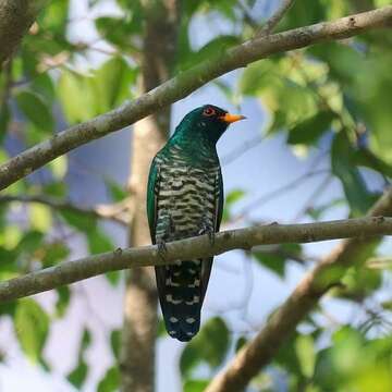 Image of Asian Emerald Cuckoo