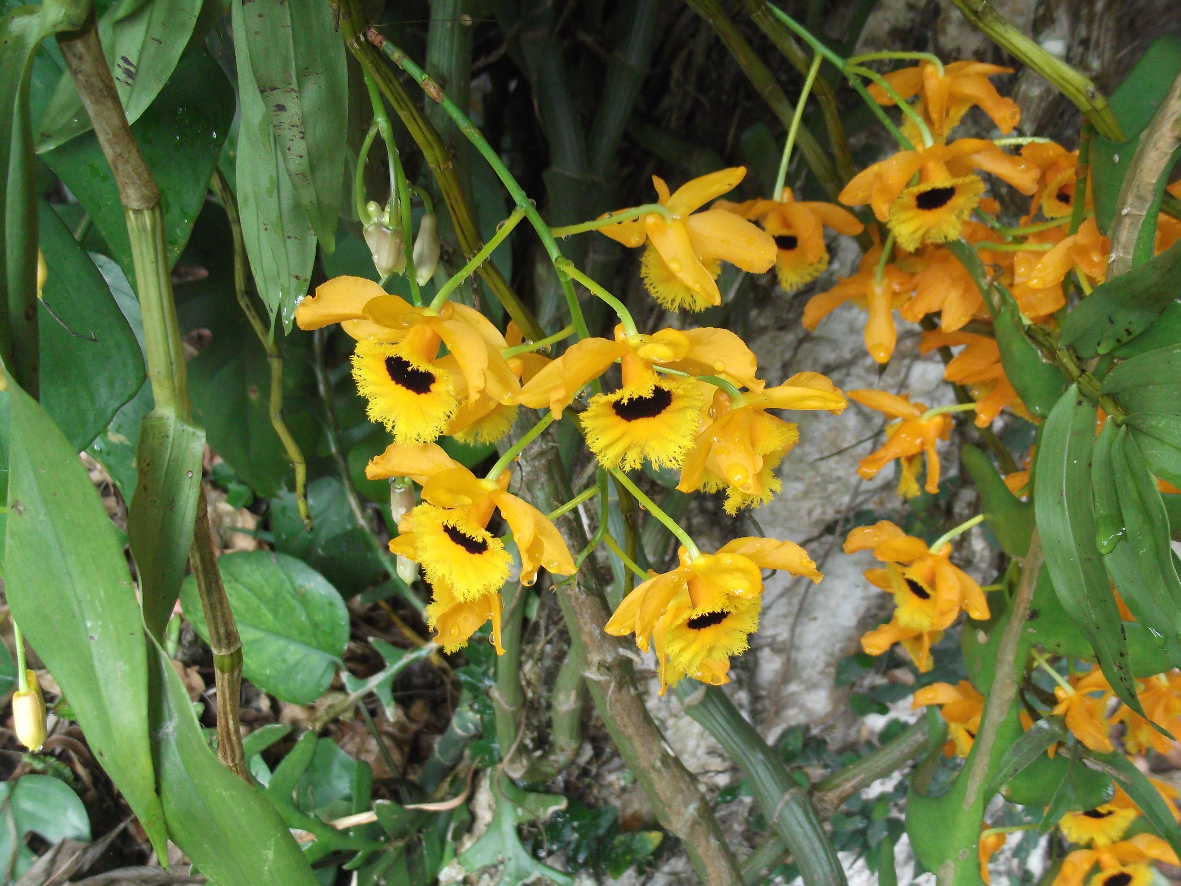 Plancia ëd Dendrobium fimbriatum Hook.