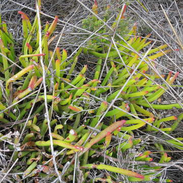 Image of Carpobrotus muirii (L. Bol.) L. Bol.