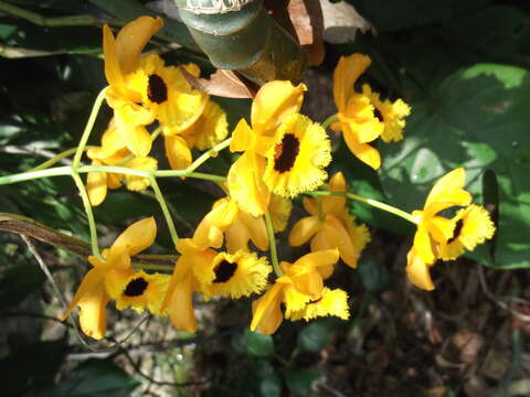 Imagem de Dendrobium fimbriatum Hook.