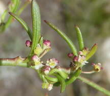 Image of Centella sessilis Adamson