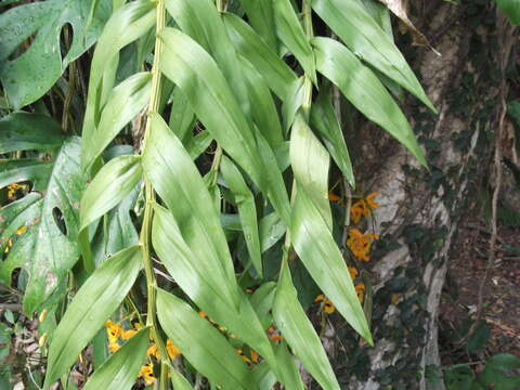 Imagem de Dendrobium fimbriatum Hook.