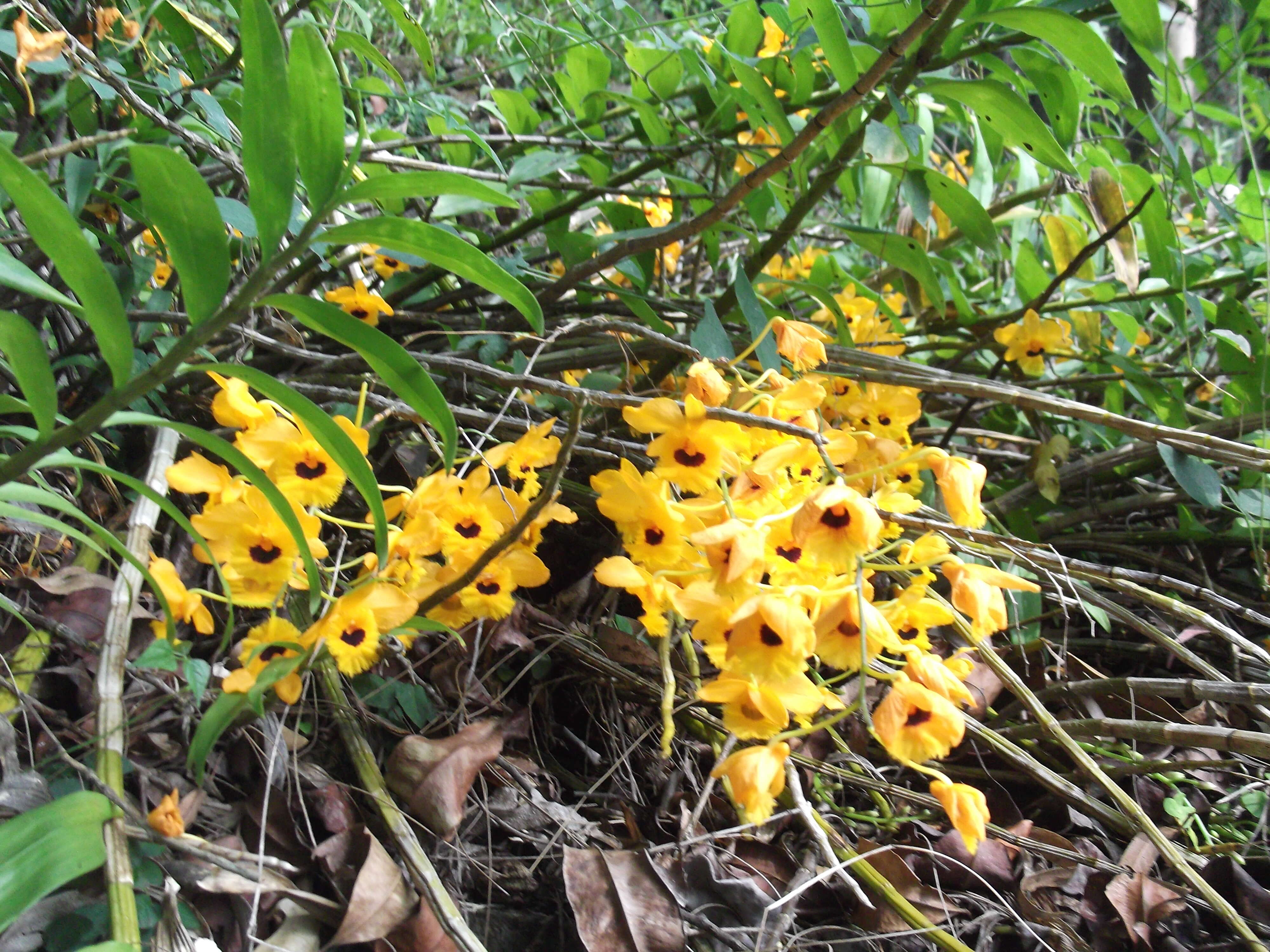 Imagem de Dendrobium fimbriatum Hook.