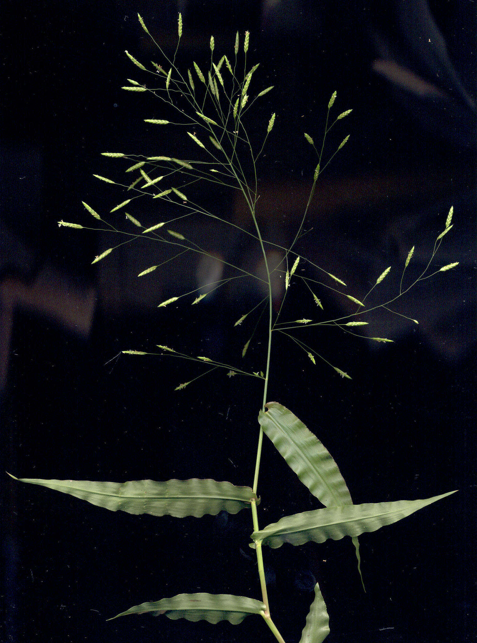 Image of Megastachya mucronata (Poir.) P. Beauv.