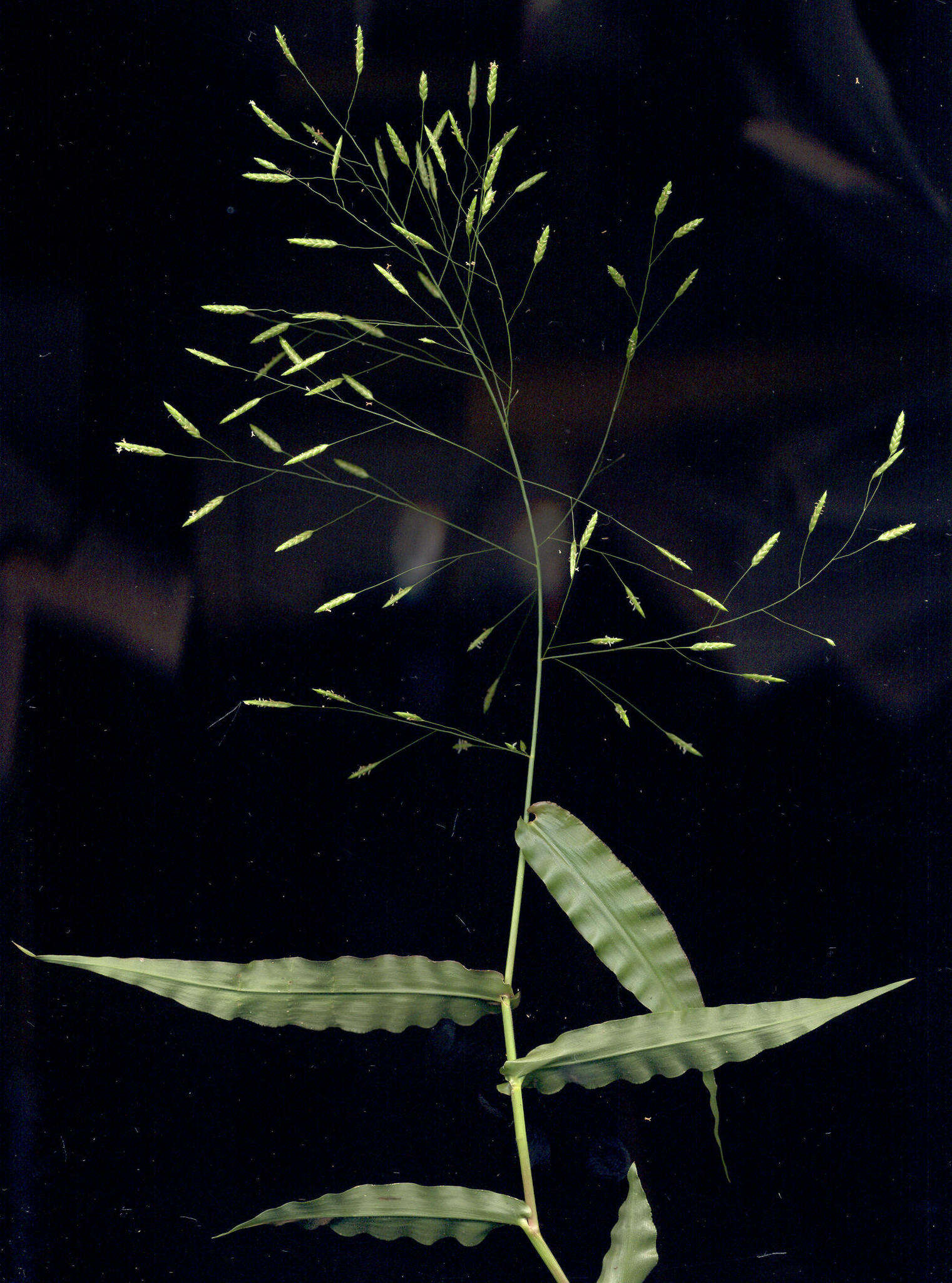 Megastachya mucronata (Poir.) P. Beauv. resmi