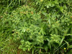 Imagem de Euphorbia hyberna L.