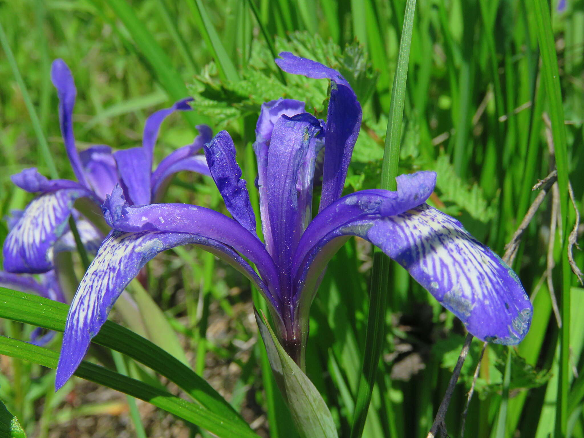 Plancia ëd Iris ruthenica Ker Gawl.