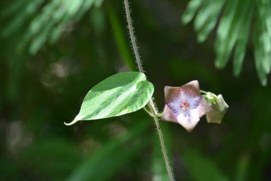 صورة Polystemma guatemalense (Schltr.) W. D. Stevens