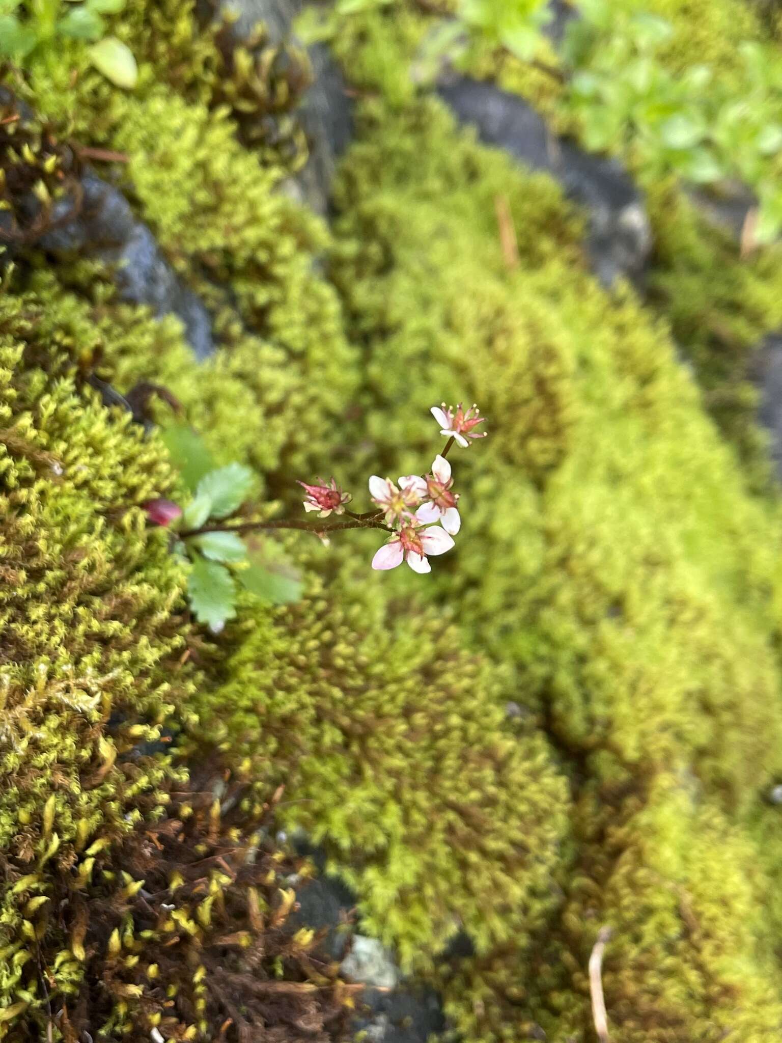 Image of Howell's Pseudosaxifrage