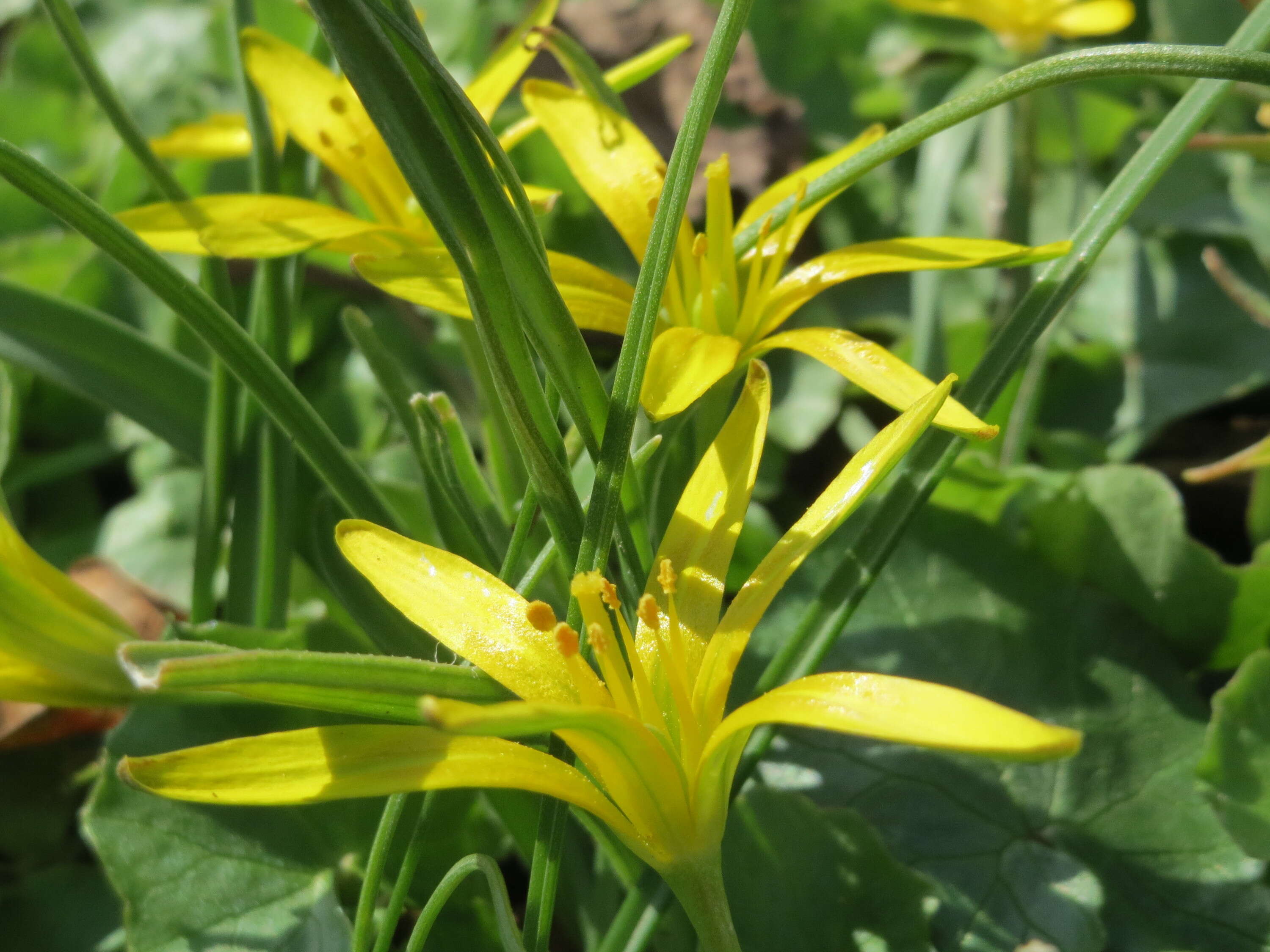 Image of field star-of-bethlehem