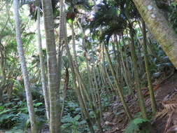 Image of Rhopalostylis baueri (Hook. fil.) H. Wendl. & Drude