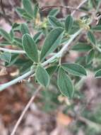 Слика од Indigofera bainesii Baker