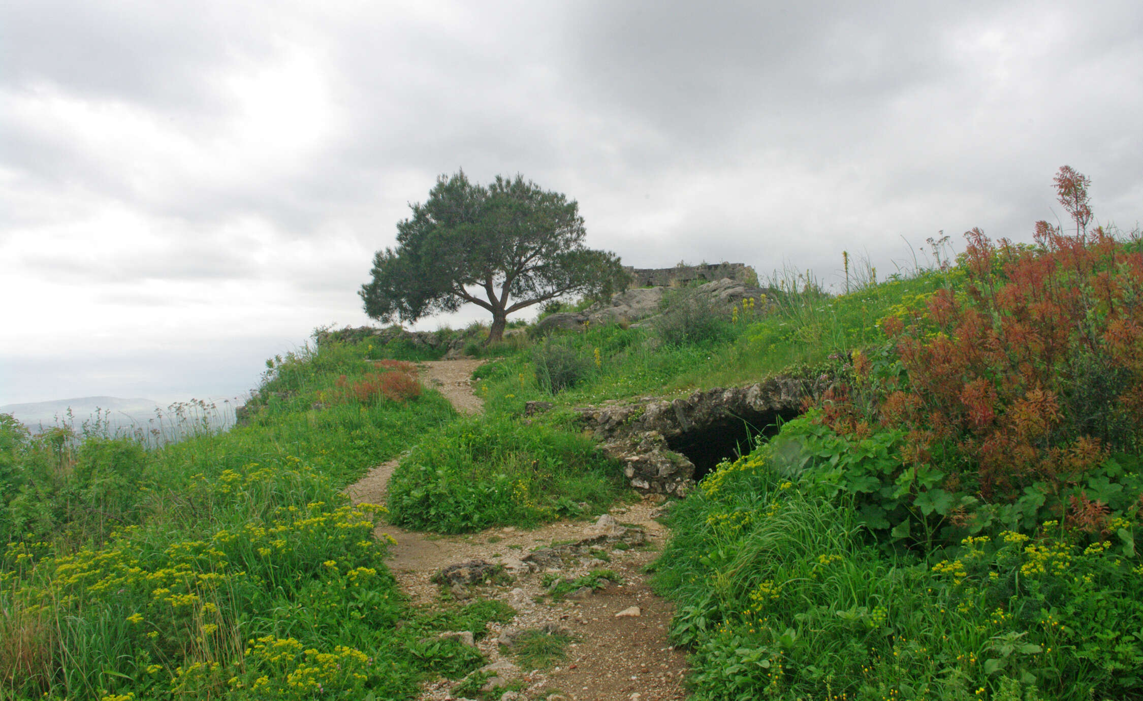 Image of Brutia Pine