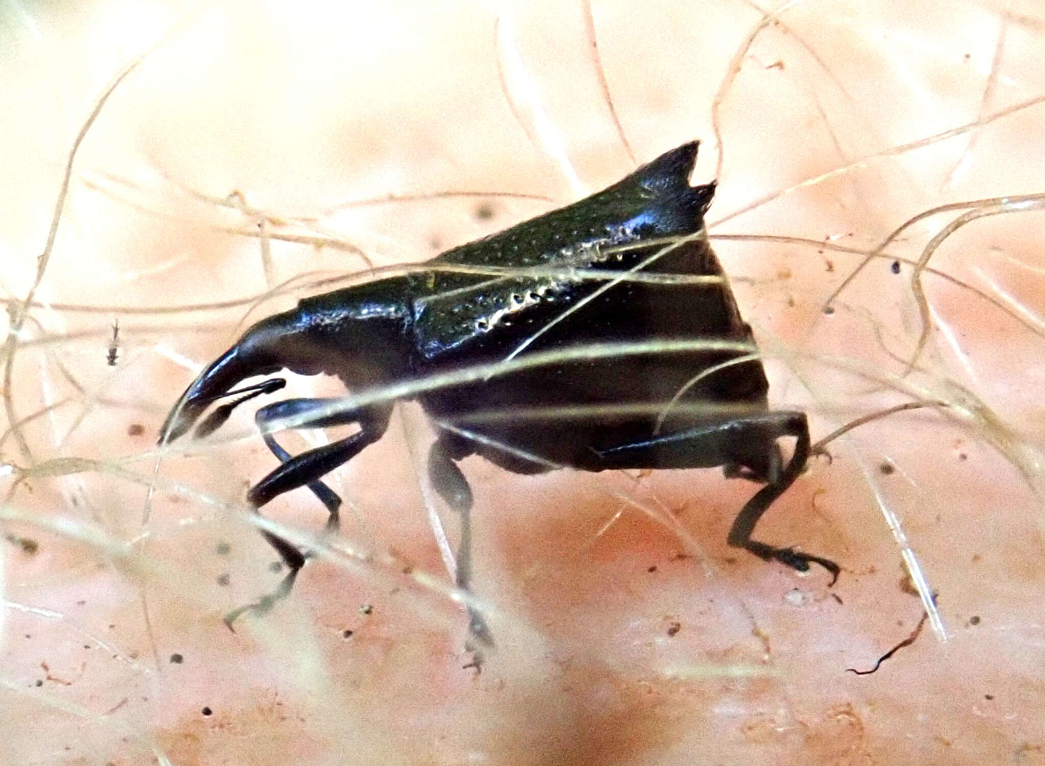 Image of Scolopterus penicillatus White 1846