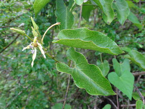 Image of Gonolobus cteniophorus (Blake) R. E. Woodson