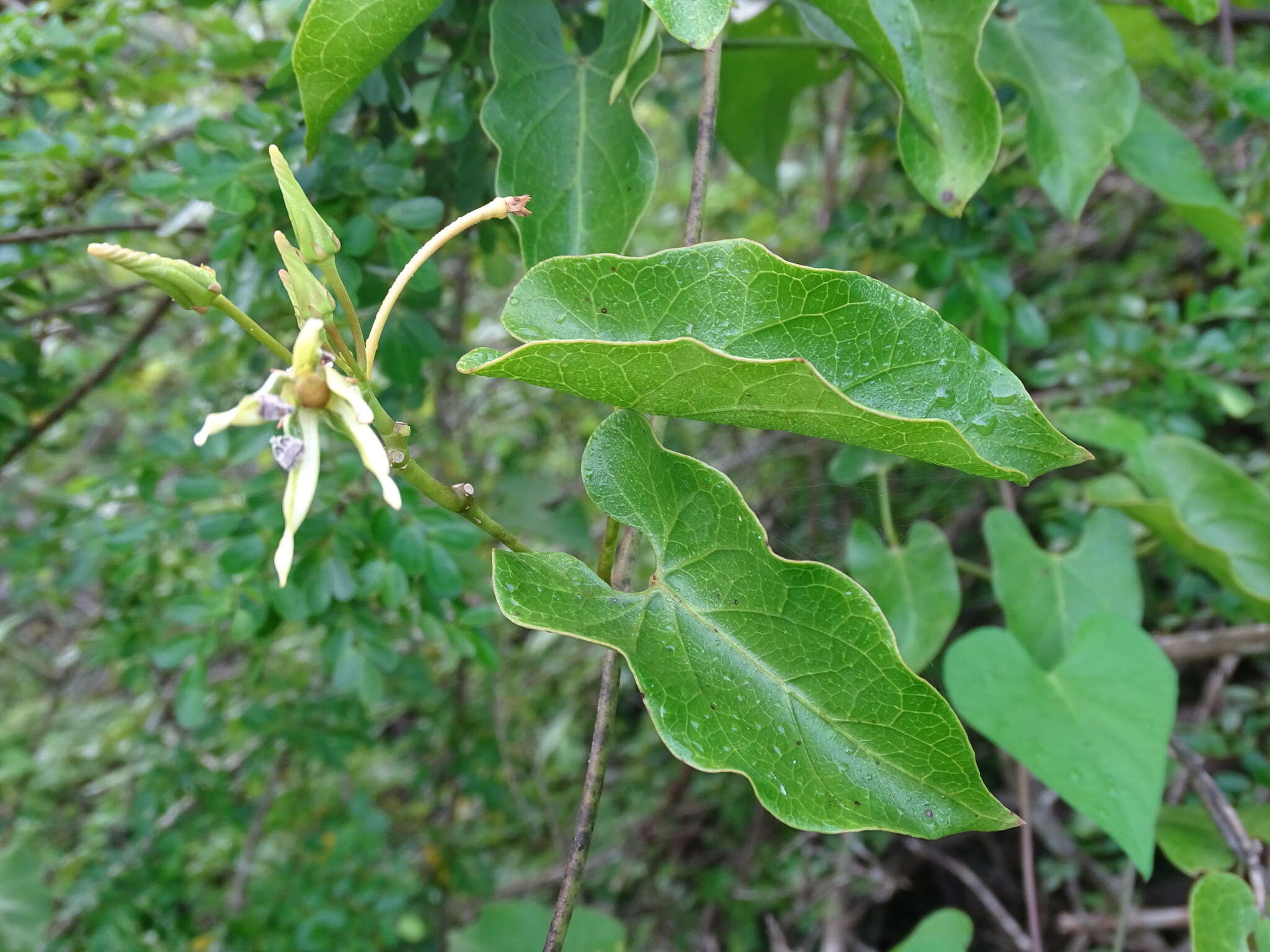 Gonolobus cteniophorus (Blake) R. E. Woodson的圖片