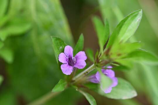 Image of Dyschoriste capitata (Oerst.) Kuntze