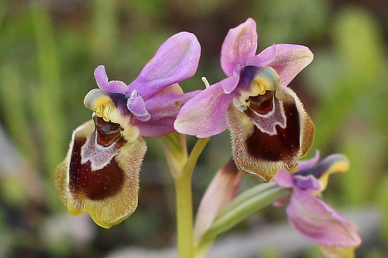 Image of Sawfly orchid