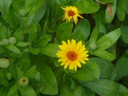 Image of pot marigold