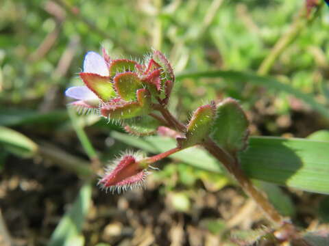 Image of ivy-leaved speedwell