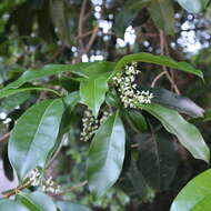 Image de Chionanthus ramiflorus Roxb.