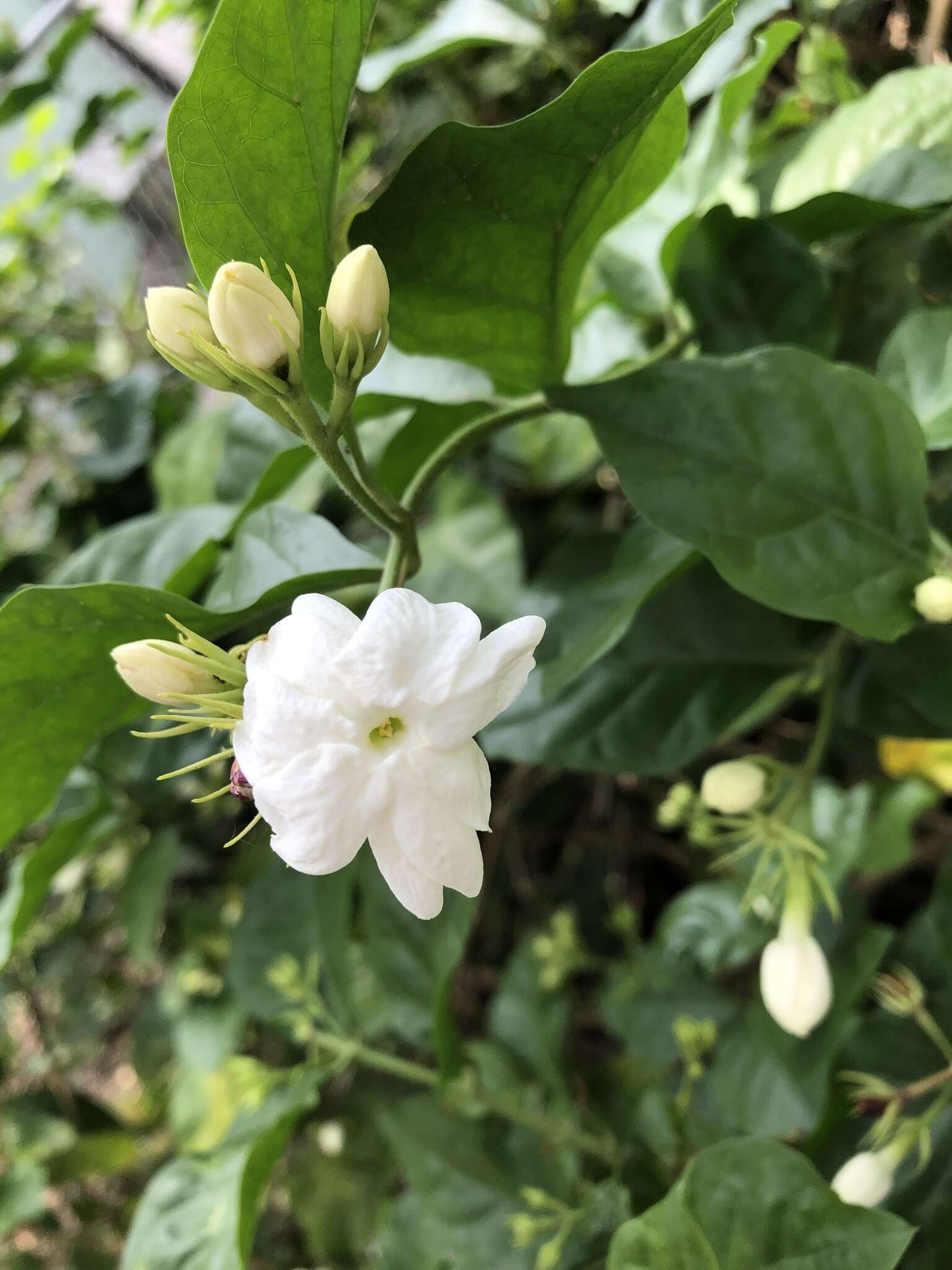 Image of Arabian jasmine