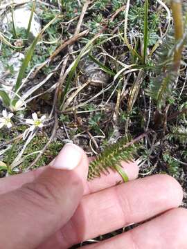 Imagem de Pedicularis cystopteridifolia Rydb.