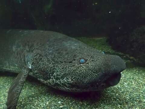 Image of Marbled lungfish