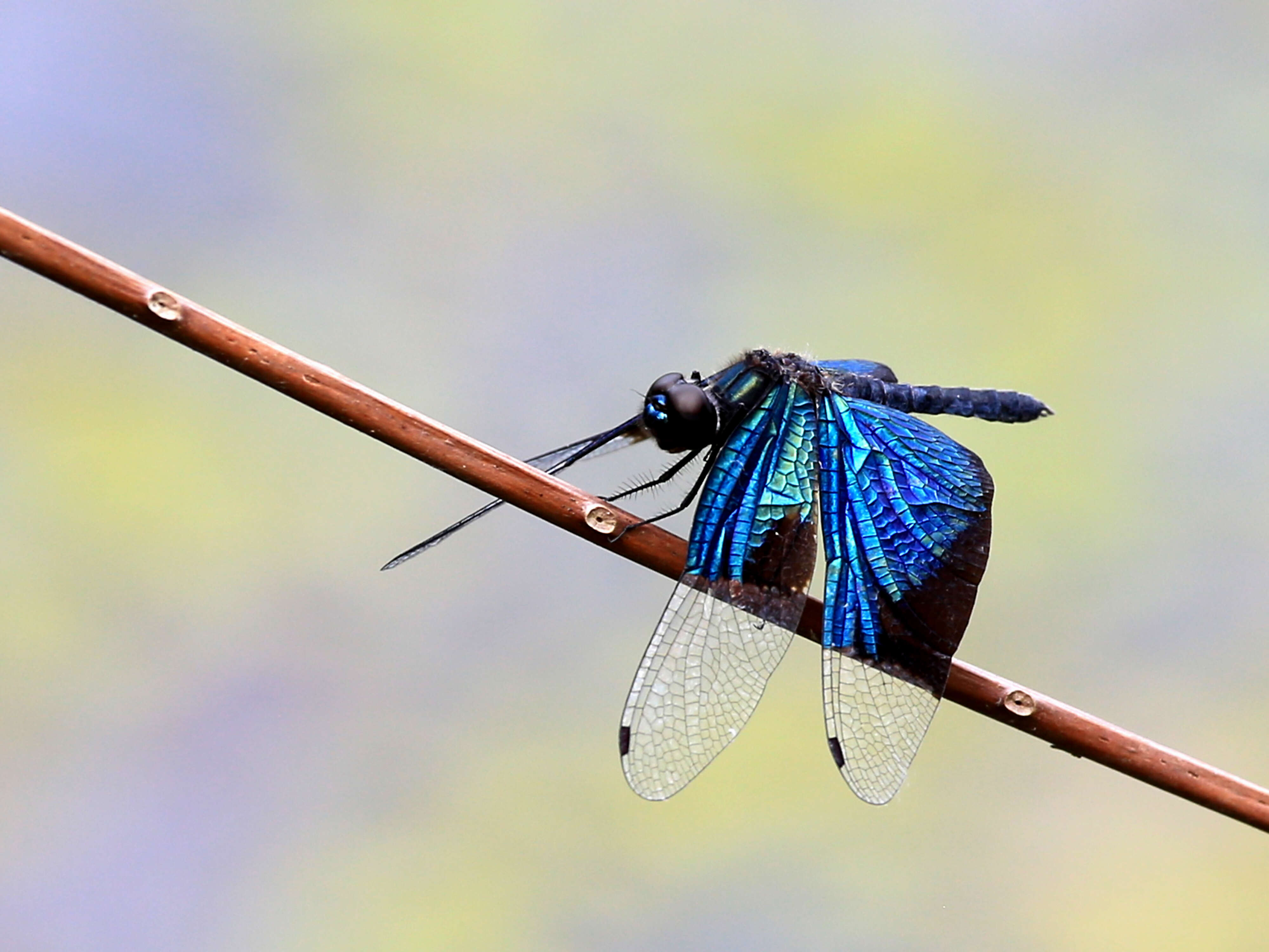 Image of Rhyothemis resplendens Selys 1878