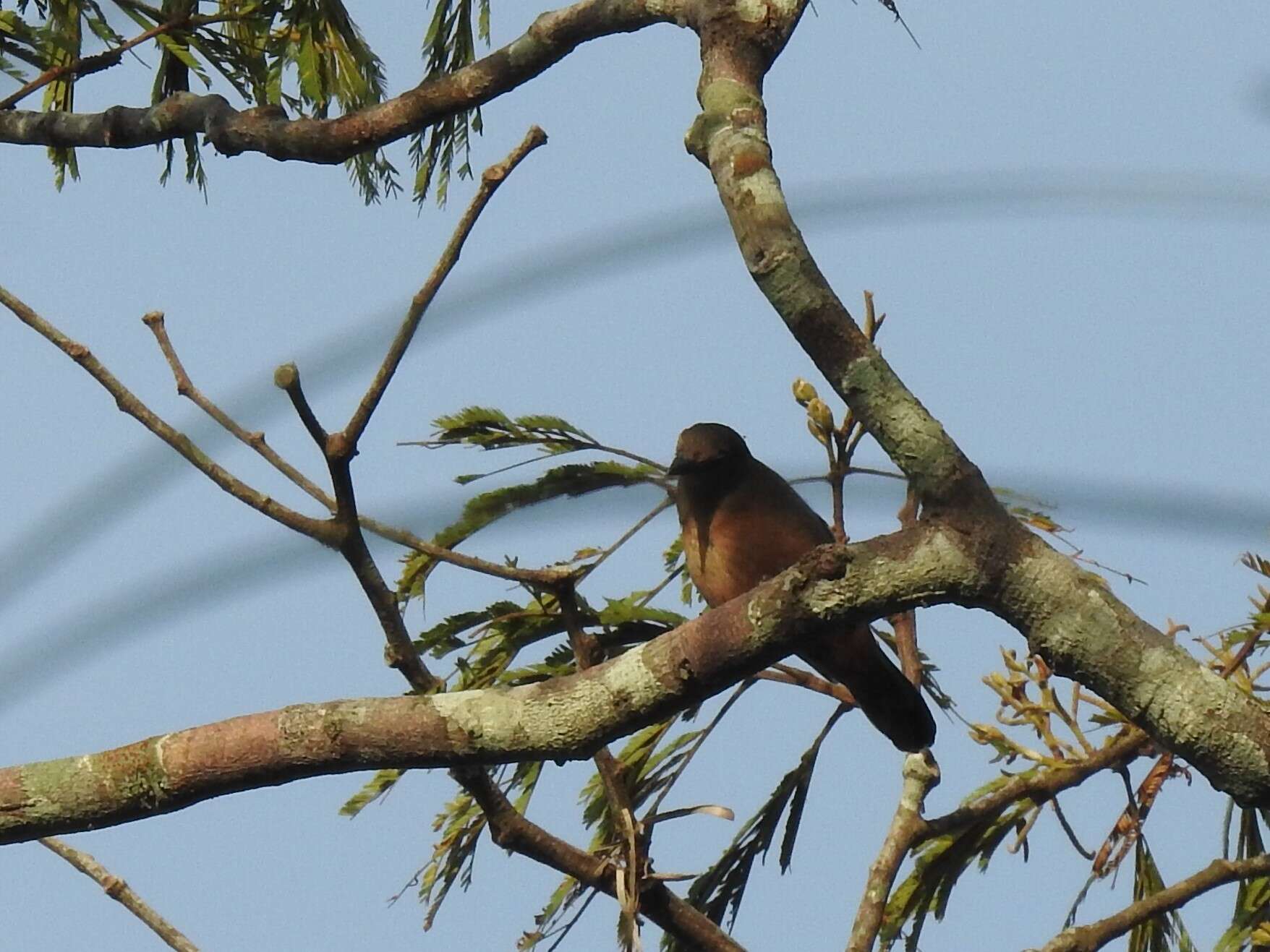 Image of Chestnut-breasted Negrofinch