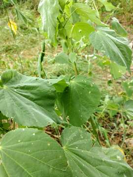 Image of anglestem Indian mallow