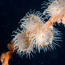 Image of Colonial Anemone