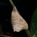 Hylesia lineata Druce 1886的圖片