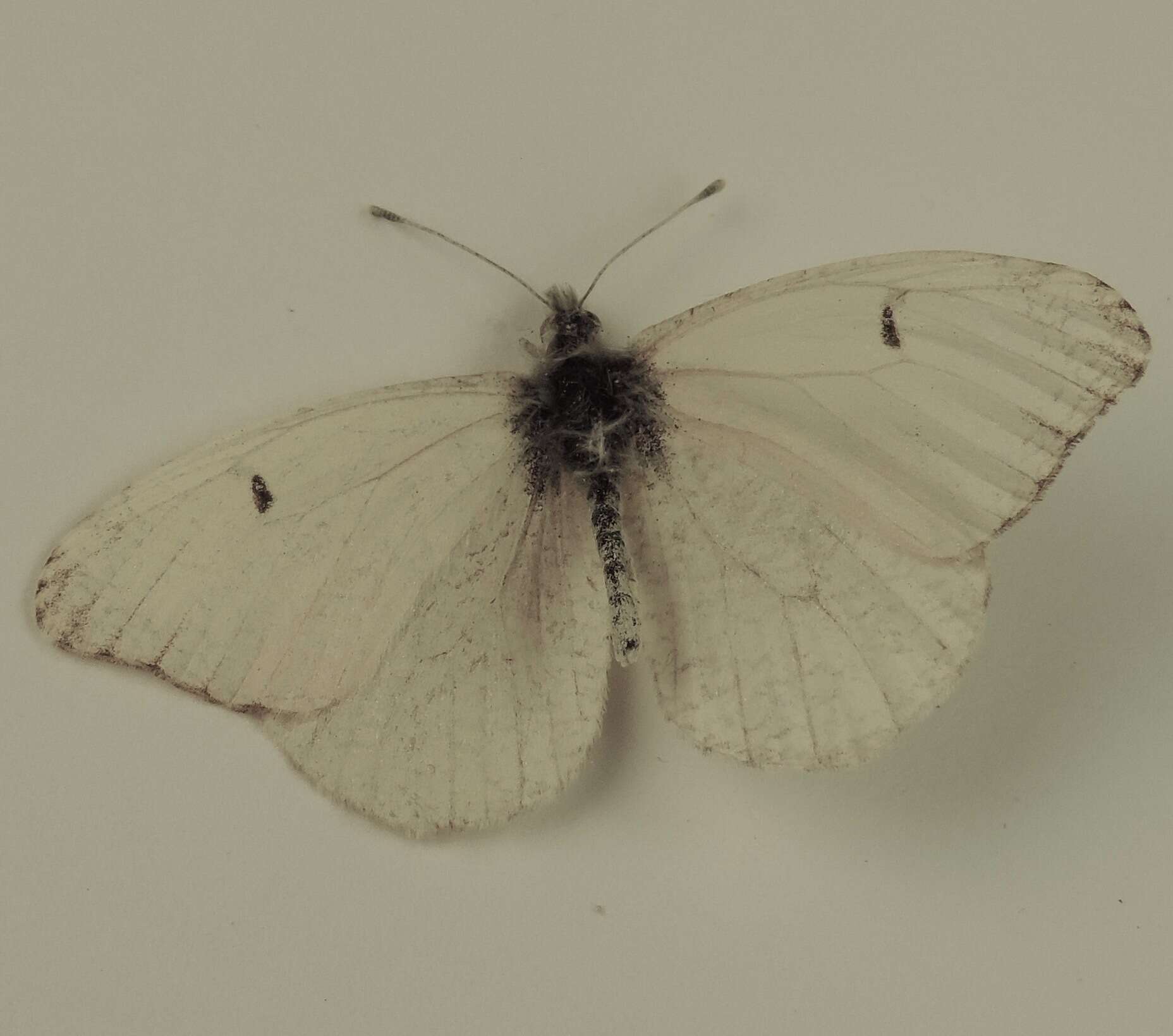 Image de Anthocharis lanceolata Lucas 1852