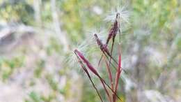 Image of Hyparrhenia newtonii (Hack.) Stapf