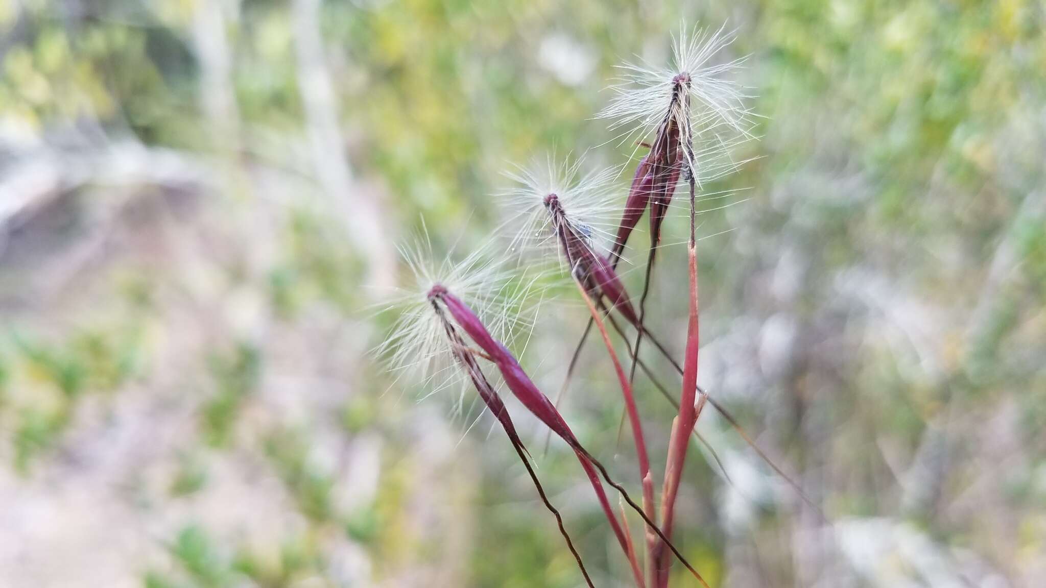 Image of Hyparrhenia newtonii (Hack.) Stapf