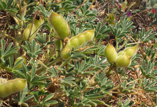 Image of Lupinus palaestinus Boiss.