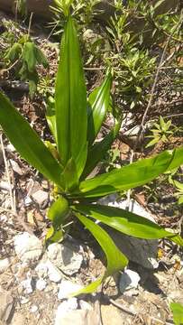 Imagem de Callisia fragrans (Lindl.) Woodson