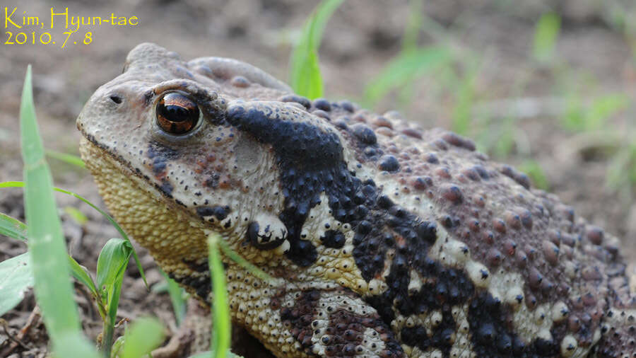 Sivun Bufo gargarizans Cantor 1842 kuva