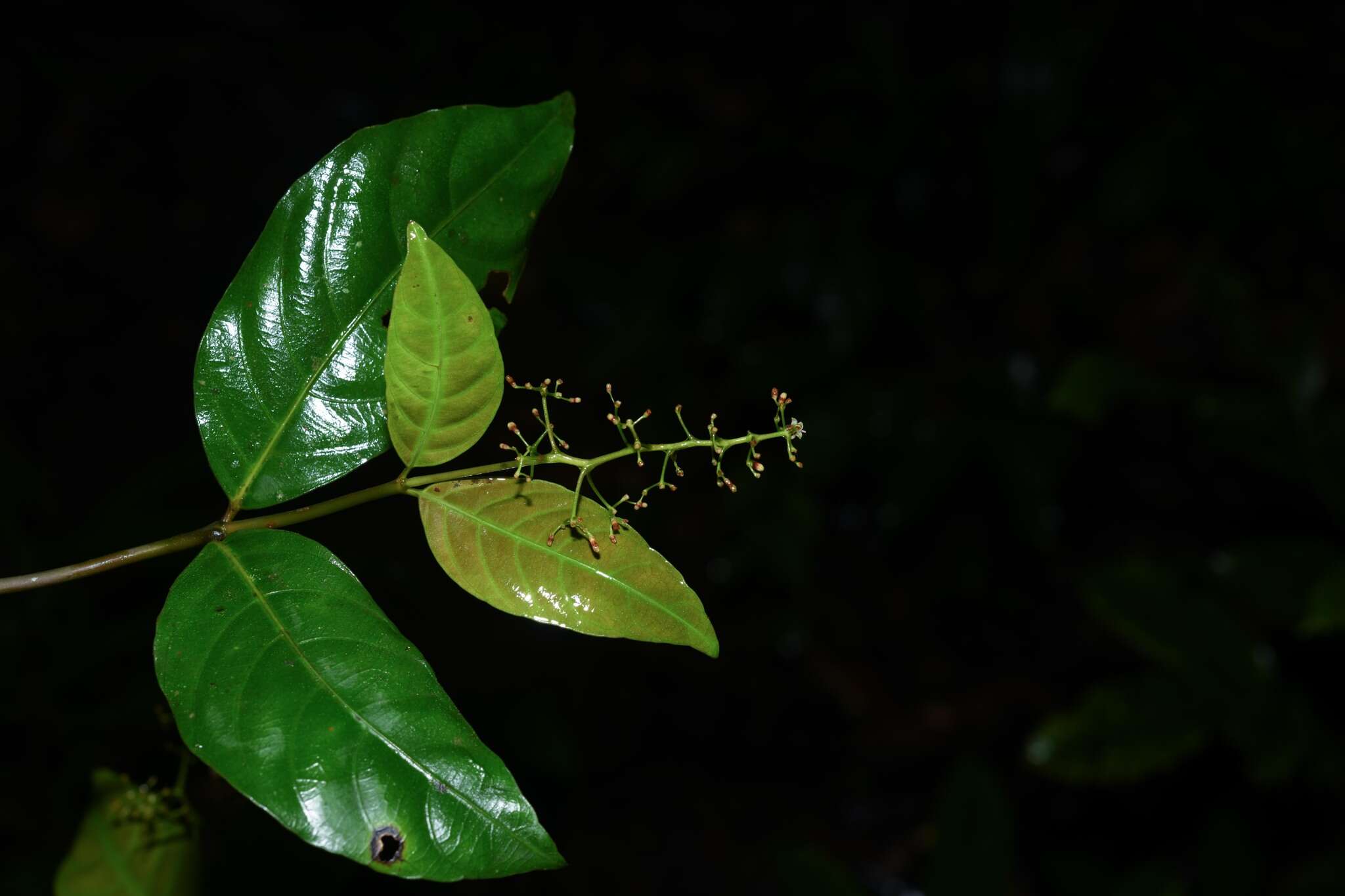 Image de Palicourea paniculata (L. fil.) P. L. R. Moraes & C. M. Taylor