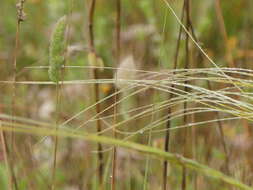 Image of Stipa austroitalica Martinovský