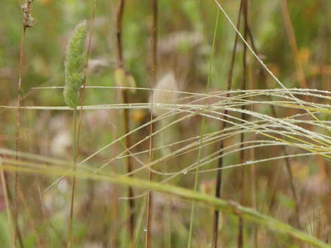 Image of Stipa austroitalica Martinovský