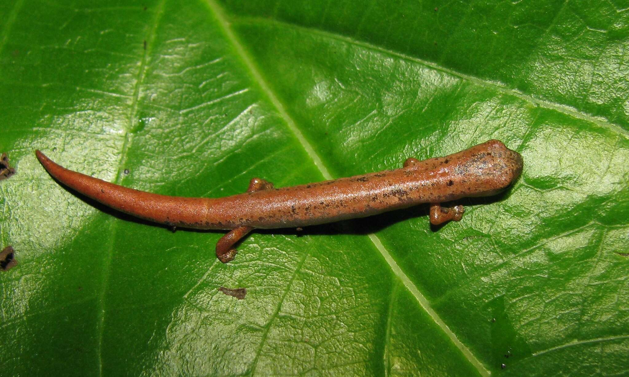 Image of Common Dwarf Salamander