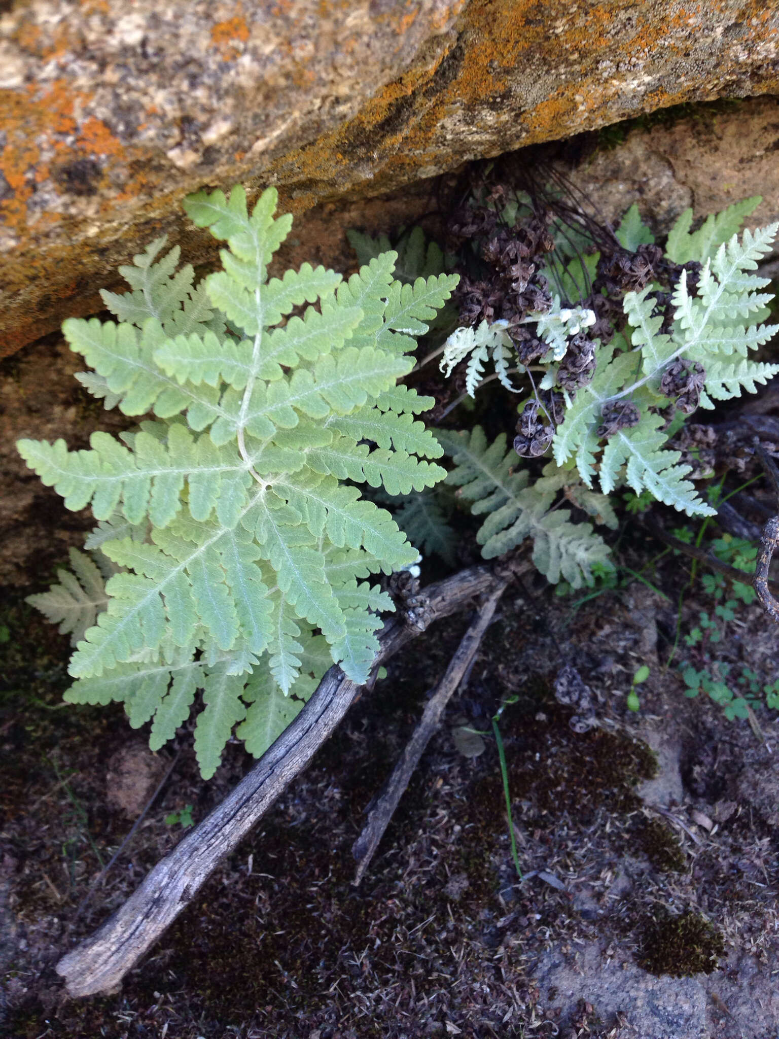 Sivun Pentagramma pallida (Weath.) Yatskievych, Windham & Wollenweber kuva