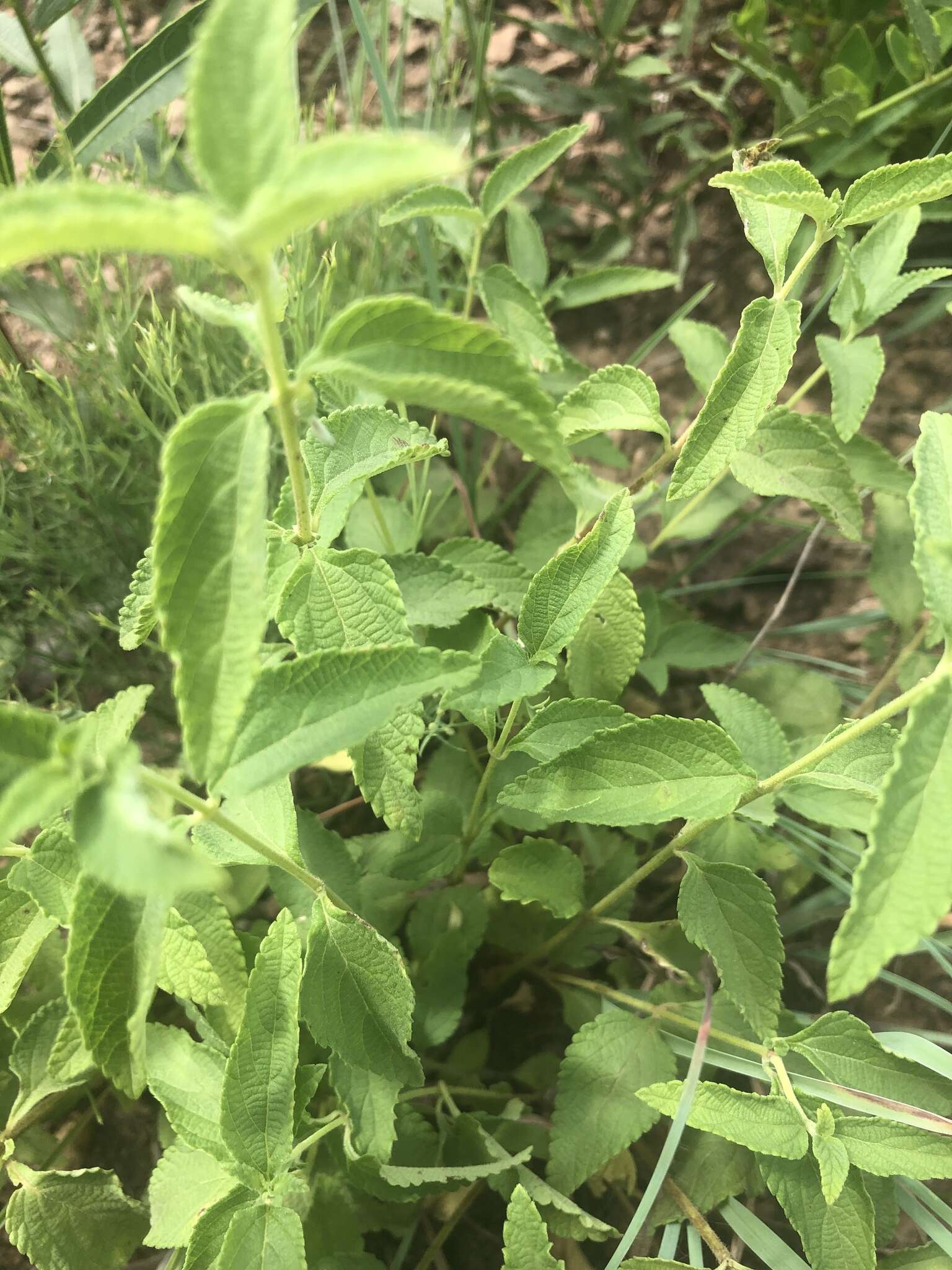 Image de Lantana rugosa Thunb.