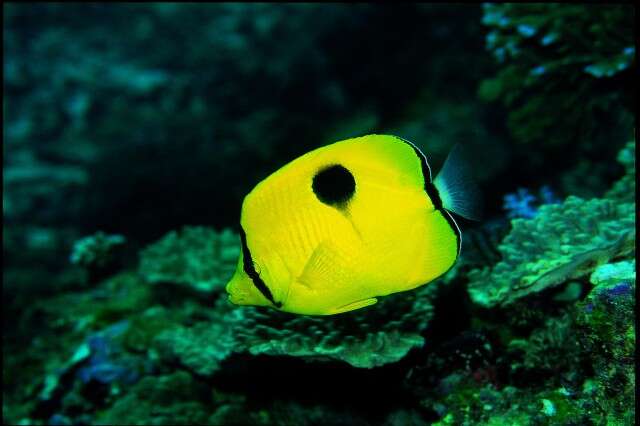 Image of Indian Teardrop Butterflyfish