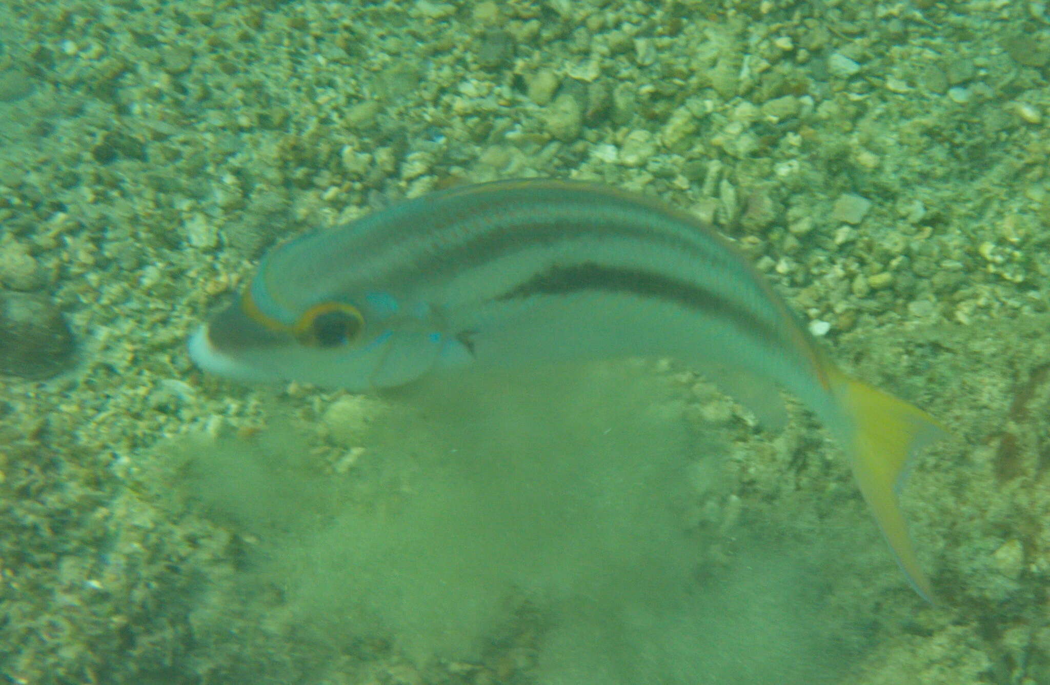 Image of Barred-face spine-cheek