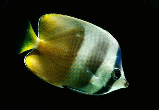 Image of Blacklip Butterflyfish