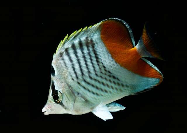 Image of Indian Ocean Chevron Butterflyfish