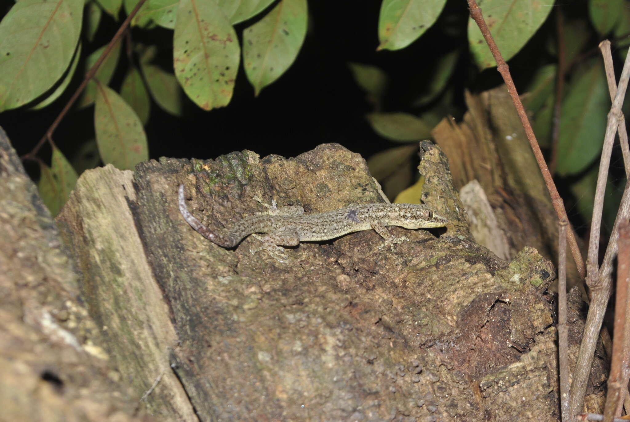 Plancia ëd Phyllodactylus palmeus Dixon 1968